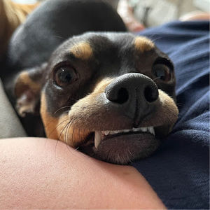 Meet your Posher, Tacofluffy